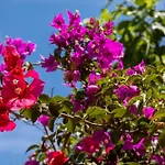 ヴィラ Ionian Garden - Olea ベニテス