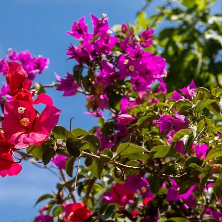 Villa Ionian Garden - Olea Benitses (Corfu)