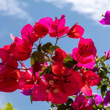 Ionian Garden - Olea