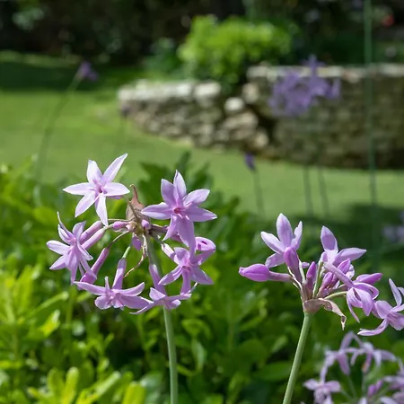Ionian Garden - Olea Villa