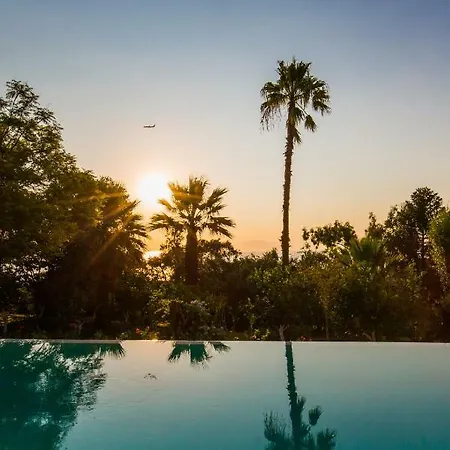 Ionian Garden - Olea *
