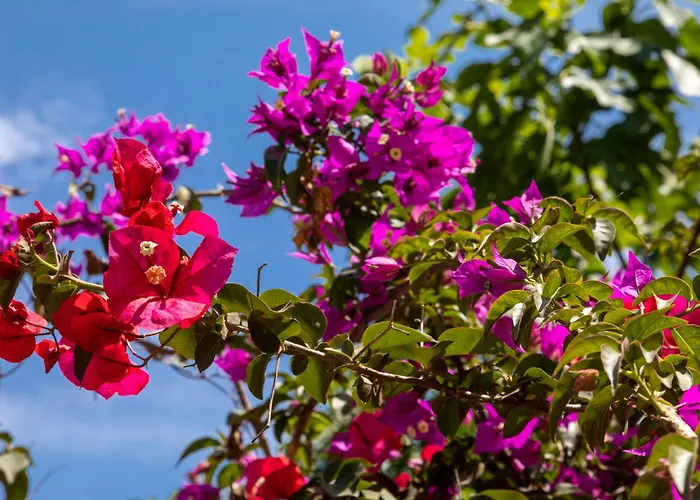 Villa Ionian Garden - Olea Benitses (Corfu)