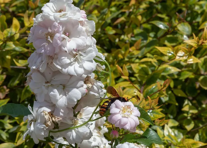 Villa Ionian Garden - Olea