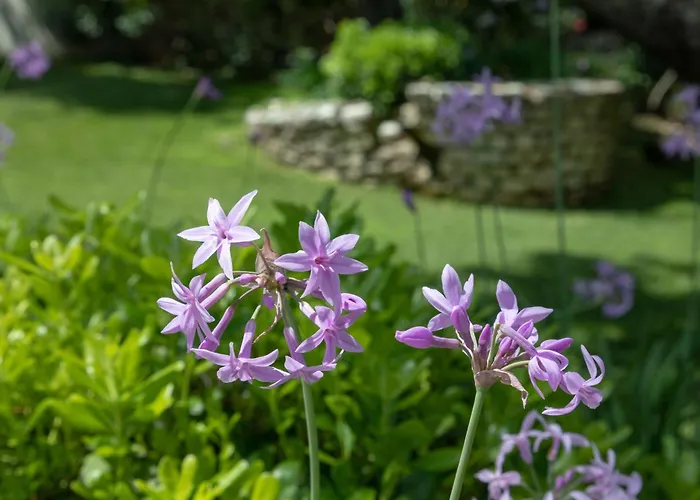 Ionian Garden - Olea Villa